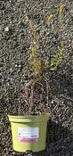 Solidago 'Strahlenkrone'