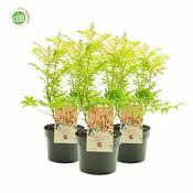 Sorbaria sorbifolia 'Sem' 3 Ltr pot