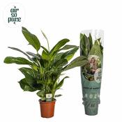 Spathiphyllum 'Sweet Isabella' P19 image