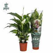 Spathiphyllum 'Sweet Silvana' P24 image