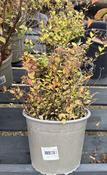 Spiraea jap. mixed image