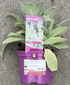Stachys byzantina image