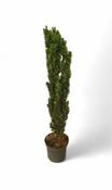 Taxus b. 'Fastigiata Robusta' 100-125 CM image