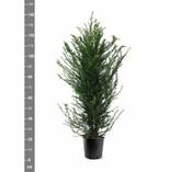 Taxus baccata 100-125 CM image