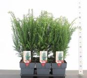Taxus baccata 2L, square pot image