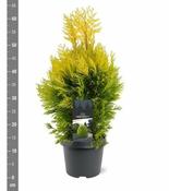 Thuja plic. '4-ever Goldy' 40-50 CM image