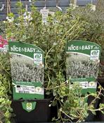 Thymus citrodorus 'Silver Queen' image