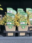 Thymus 'Doone Valley'