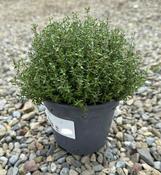 Thymus faustini image