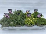 Thymus praecox mix P14 image