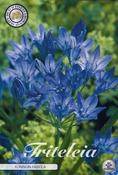 Triteleia laxa 'Koningin Fabiola' 20-pack image