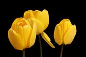 TUL YELLOW image