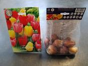 Tulipa 'Darwin' mix 10-pack image