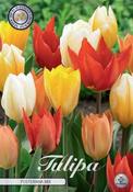 Tulipa fosteriana mix 10-pack image
