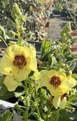 Verbascum ''Dark Eyes'' ® image
