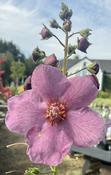 Verbascum Sugar Plum