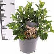 Viburnum tinus 35-40 CM C2 image