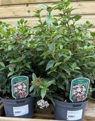 VIBURNUM tinus Eve Price 30-40cm image