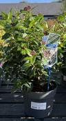 Viburnum tinus 'Eve Price' / 3 Ltr pot image