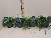 Vinca mix 2 Ltr pot