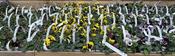 Viola (F1) mix 10-pack image