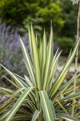 YUCCA F. COLOUR GUARD