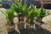 ZANTEDESCHIA IN VARIETIES image