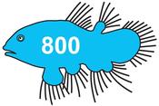 Discus Blue 500g