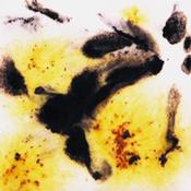 Cheetah image