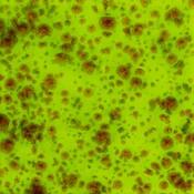 Pistachio image