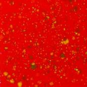 Firecracker image