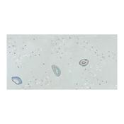 Geodas Green Decor Natural Porcelain Tile 50 x 100cm