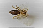 Plastic Bee with Pin (15 Pack)