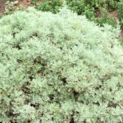 Artemisia Absinthium (Absentia) (Dried/Cut) – 100g