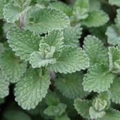 Nepeta (Catnip) - 100g image