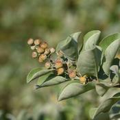 Vitex Agnus-Castus (Chasteberries) – 100g
