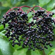 Elderberries (Dried) – 100g