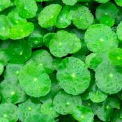 Gotu Kola (Hydrocotyl) - 100g