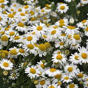 Chamomile (Chamomilla recutita) Tincture – 100ml