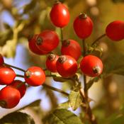 Rosehips (Rosa canina) – 100g