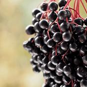 Sambucus nigra Fruct (Elderberry Fruit) Tincture- (1:3 45%) 100ml