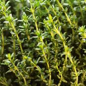 Thyme (Dried) Wild – 100g