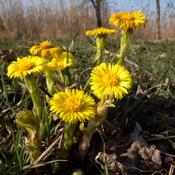 Tussilago farfara (Coltsfoot) Tincture 100ml