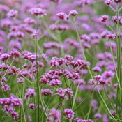 Vervain (Dried) – 100g