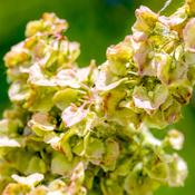 Rumex Crispus (Yellow Dock) – 100g - 40% Discount