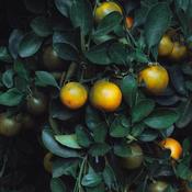 Citrus aurantium (Bitter Orange) Peel Herb – 100g