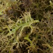 Carrageen (Chondrus crispus) – 50g  Seaweed Moss
