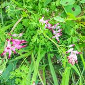 Fumaria officinalis (Fumitory) Tincture 100ml