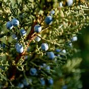 Juniperus communis (Juniper) Tincture 100ml
