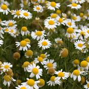 NEW- German Chamomile Infused Oil (1:5 in almond oil) 100ml